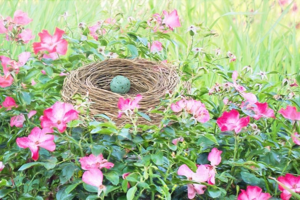 Free Image of Robin Egg and Flowers  