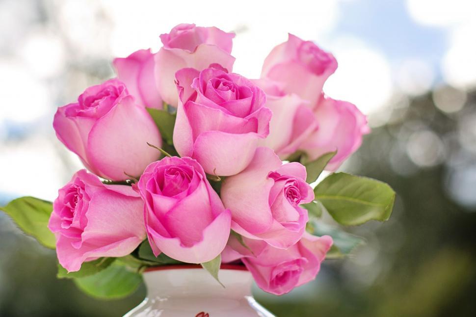 Free Image of Fresh Pink Roses  