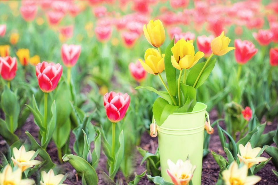 Free Image of Yellow Flower in Vase in Tulip Field 