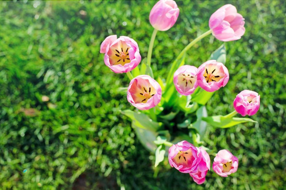 Free Image of Pink Tulips  