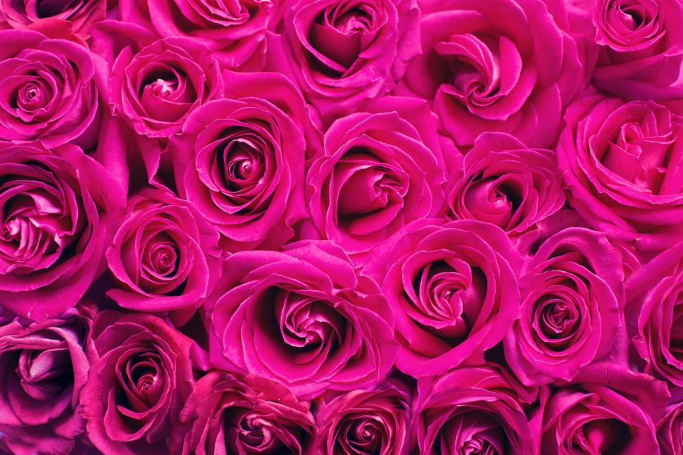 Free Image of Pink Roses - Background  