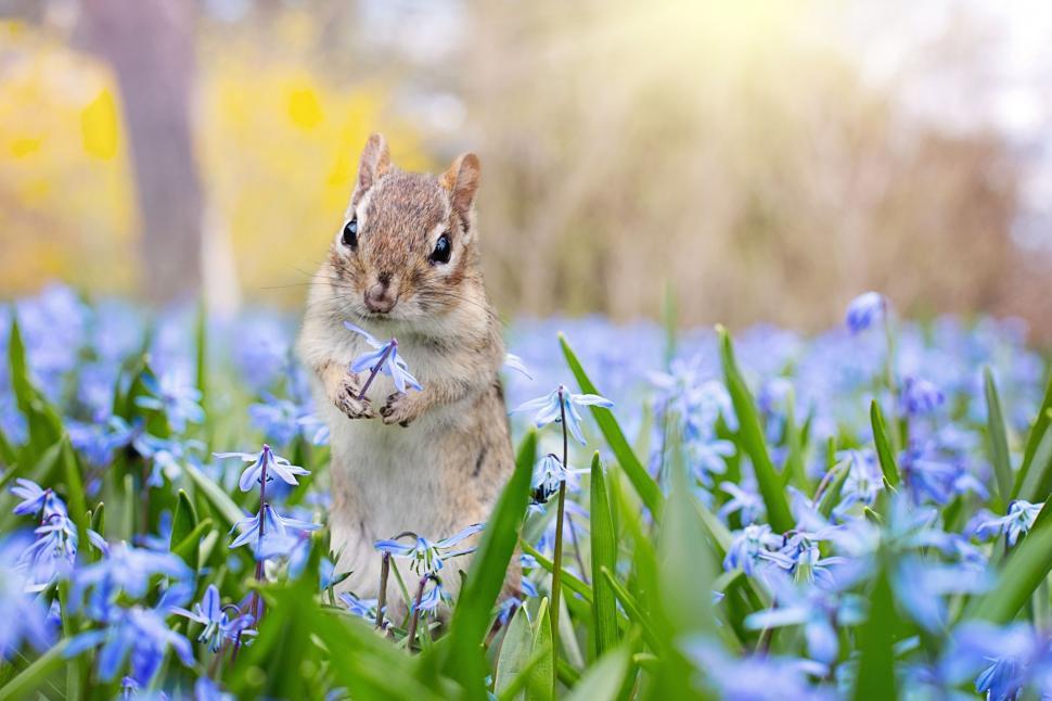 Free Image of Chipmunk and flowers - looking at camera  