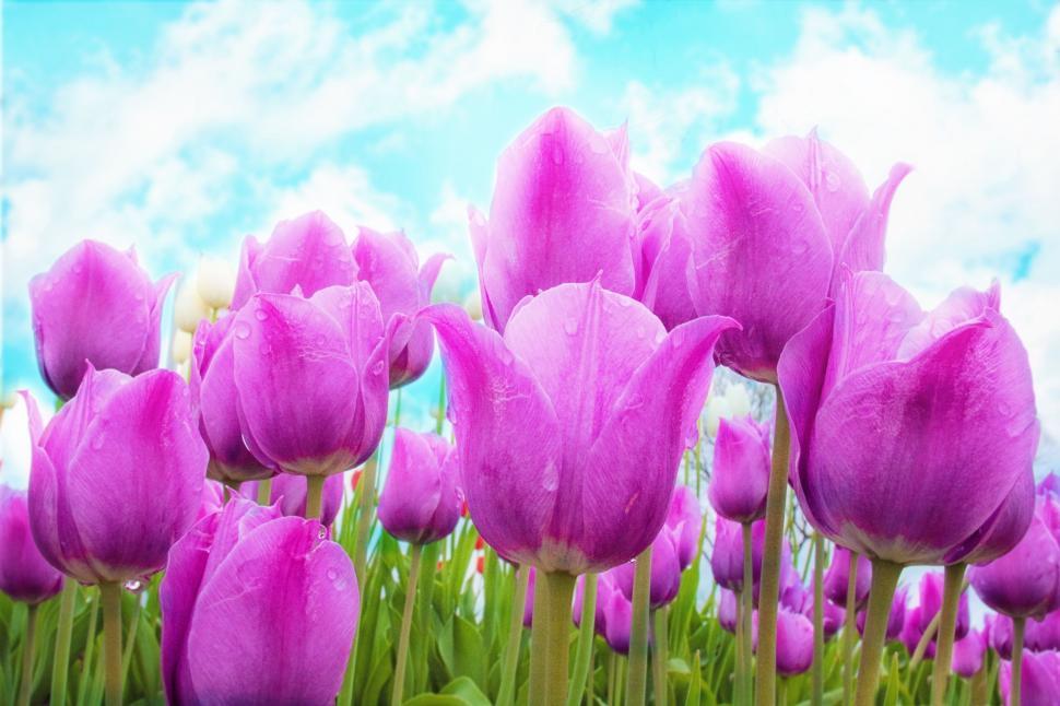 Free Image of Pink Tulips and Blue Sky 