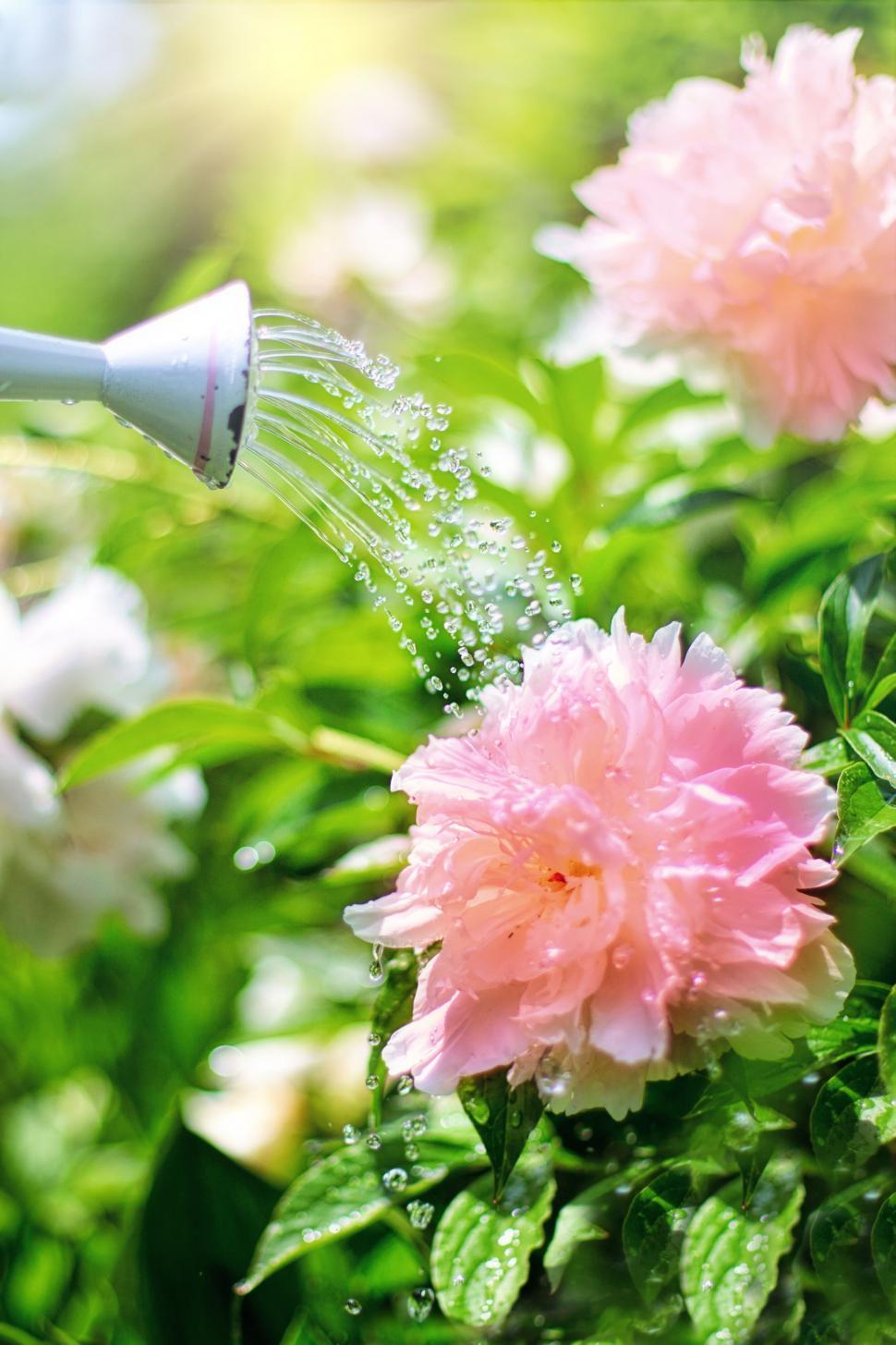 Free Image of Watering Flowers  