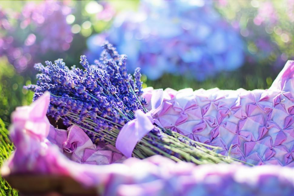 Free Image of Lavender flowers 