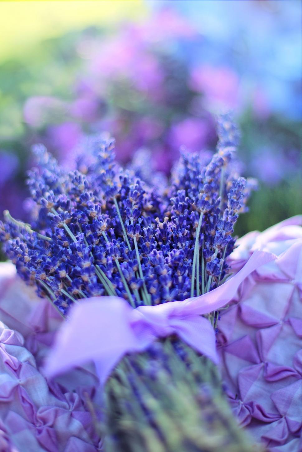 Free Image of Bouquet of Lavender Flowers 