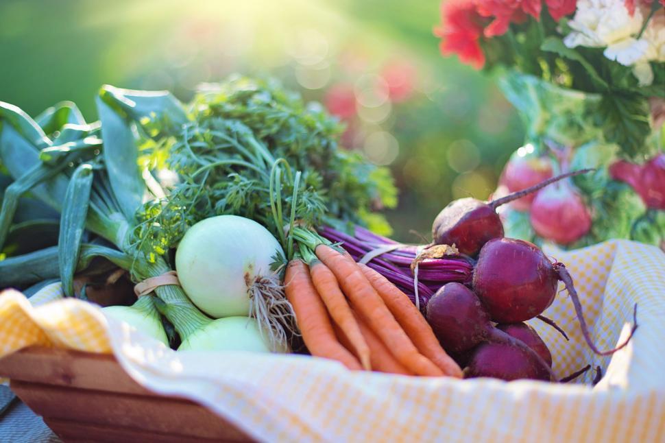 Free Image of Assorted Vegetables in the garden 