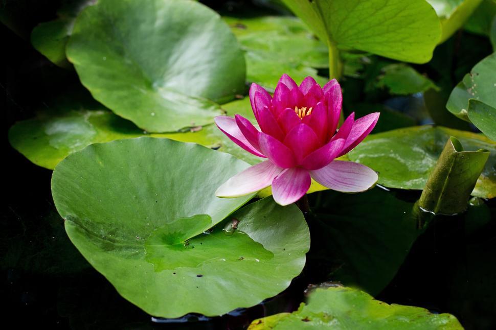 Free Image of Pink Water Lily  