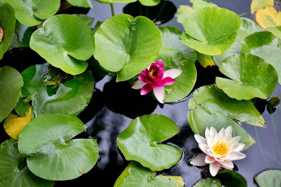 Free Image of Water Lilies and Frog in water 