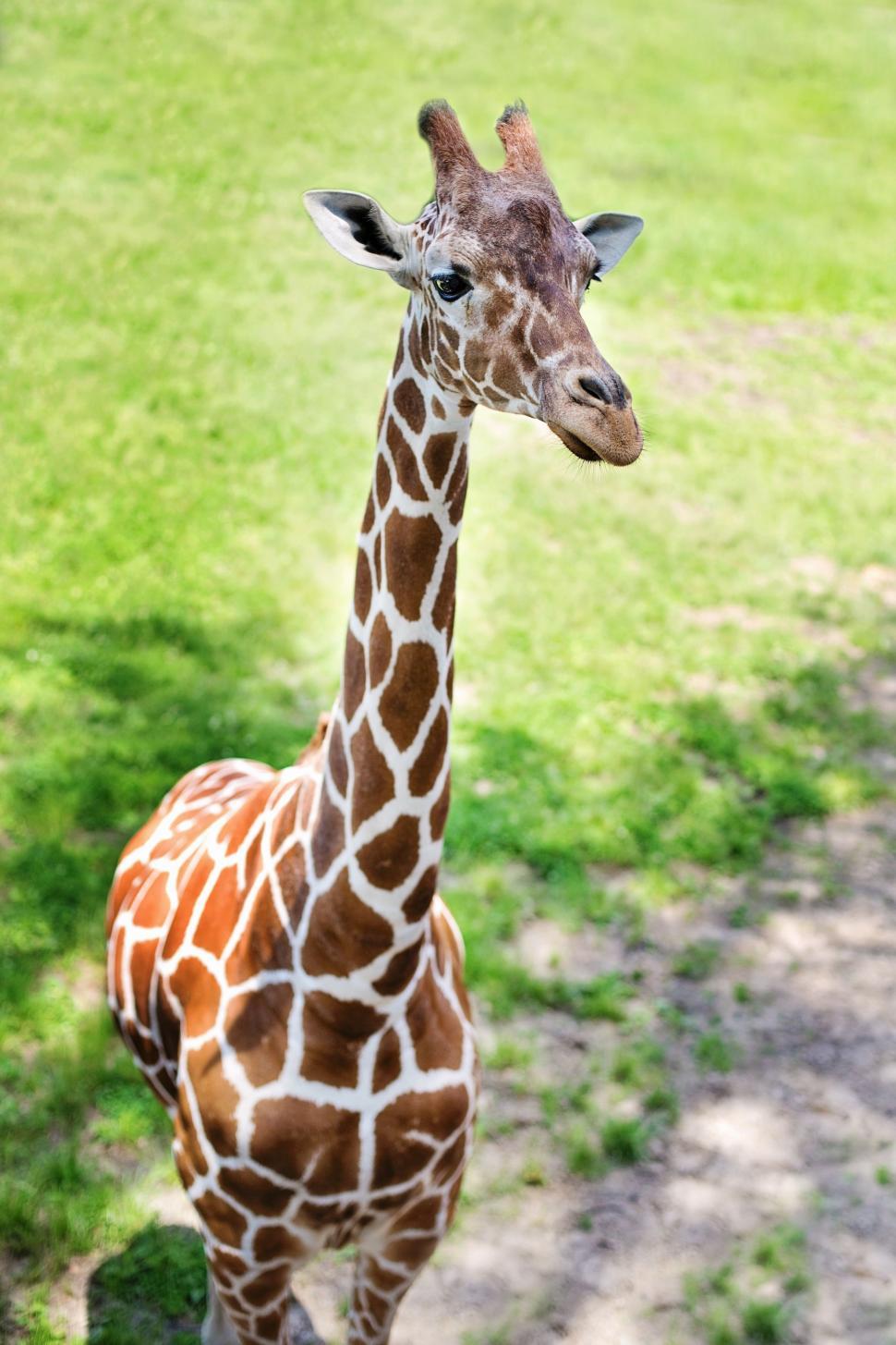 Free Image of Baby giraffe and green grass  