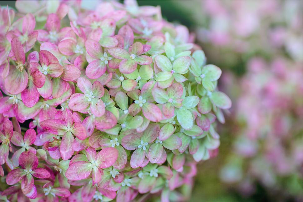 Free Image of Pink and Green Flowers  