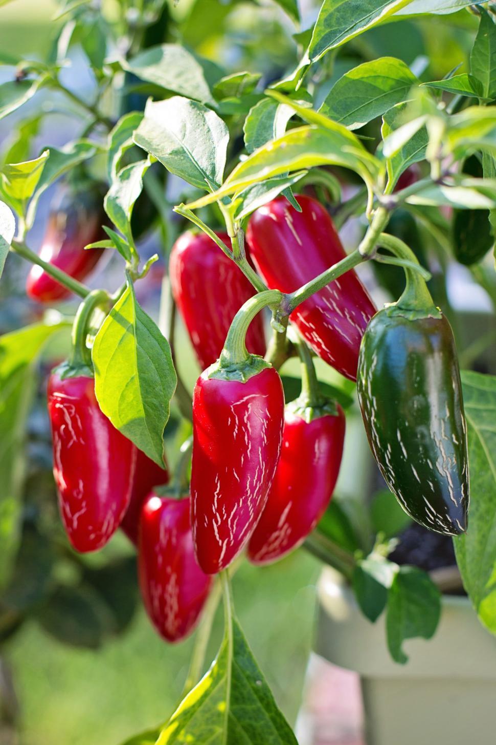 Download Free Stock Photo of Jalapeno pepper plant  