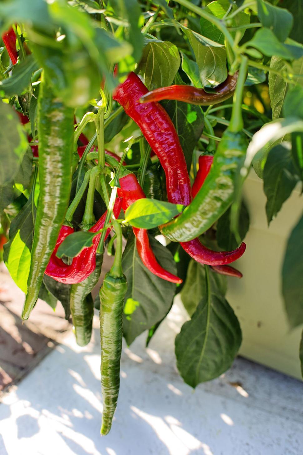 Free Image of Cayenne Pepper plant 