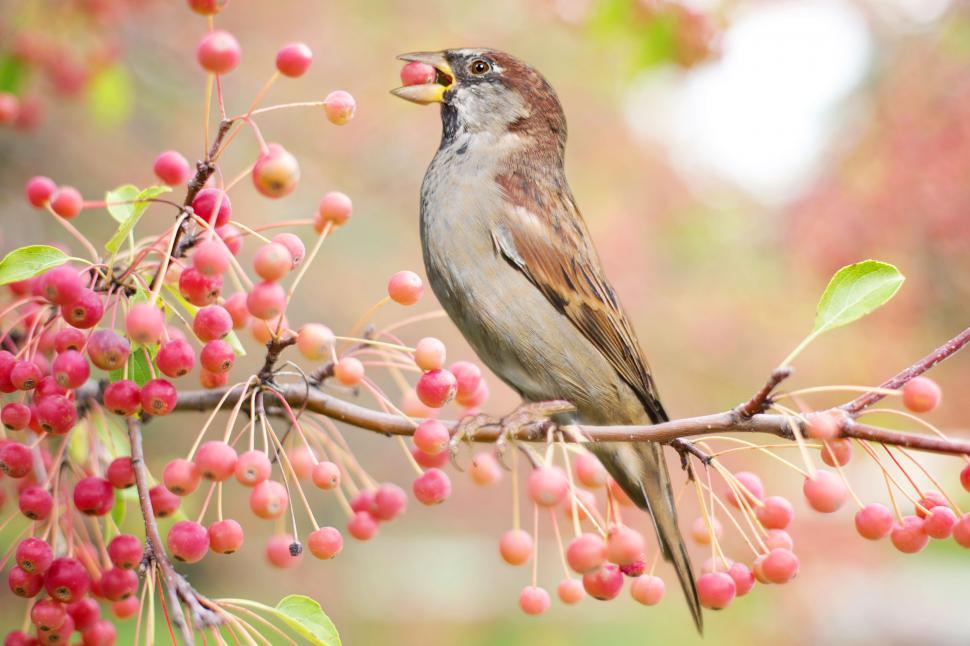 Free Image of Old World sparrow with berries  