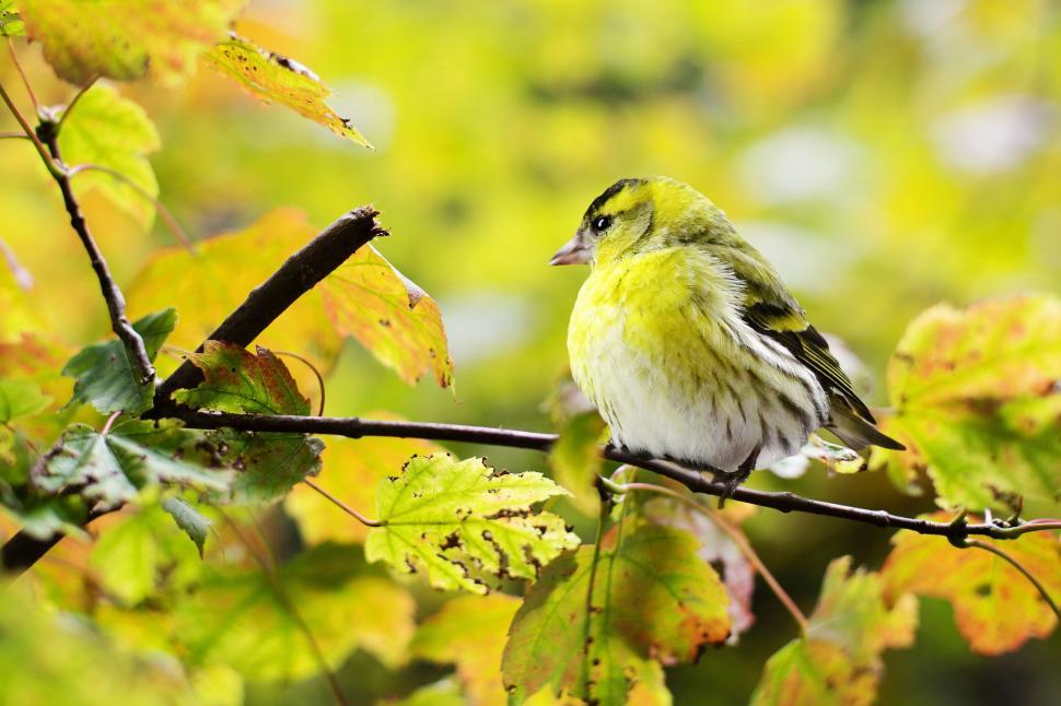 Free Image of Yellow Bird  