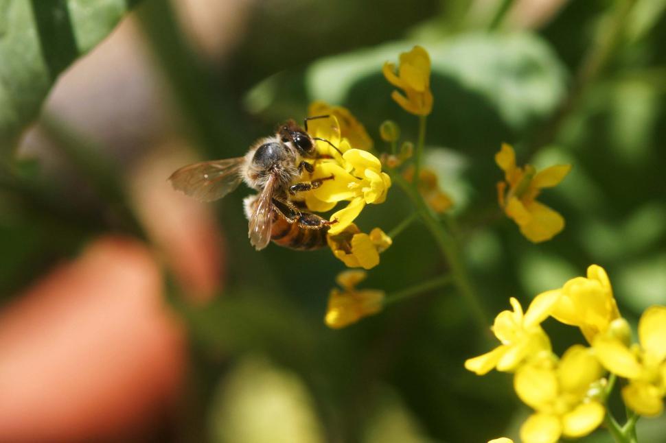 Free Image of Bee on a yellow flower 
