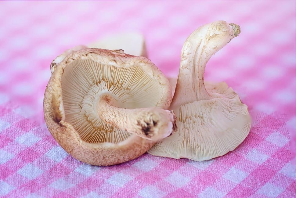 Free Image of Mushrooms 