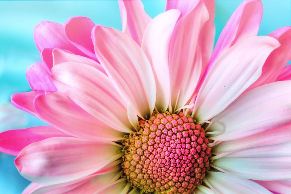Free Image of Pink Daisy Flower - Marco  
