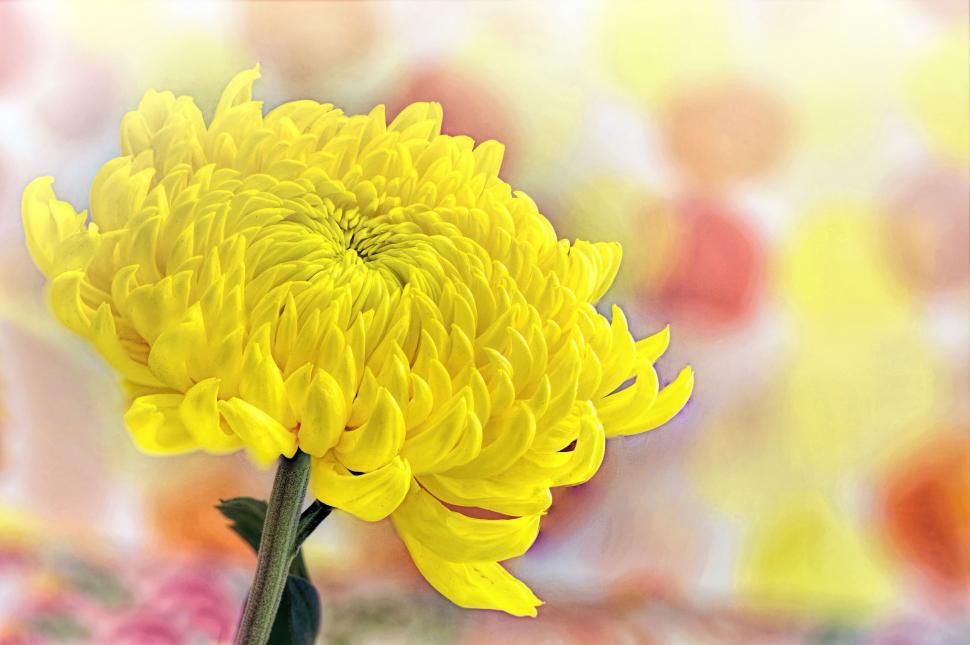 Free Image of Chrysanthemum Flower 