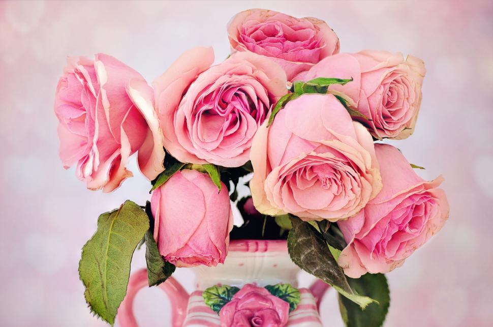 Free Image of Pink Roses 