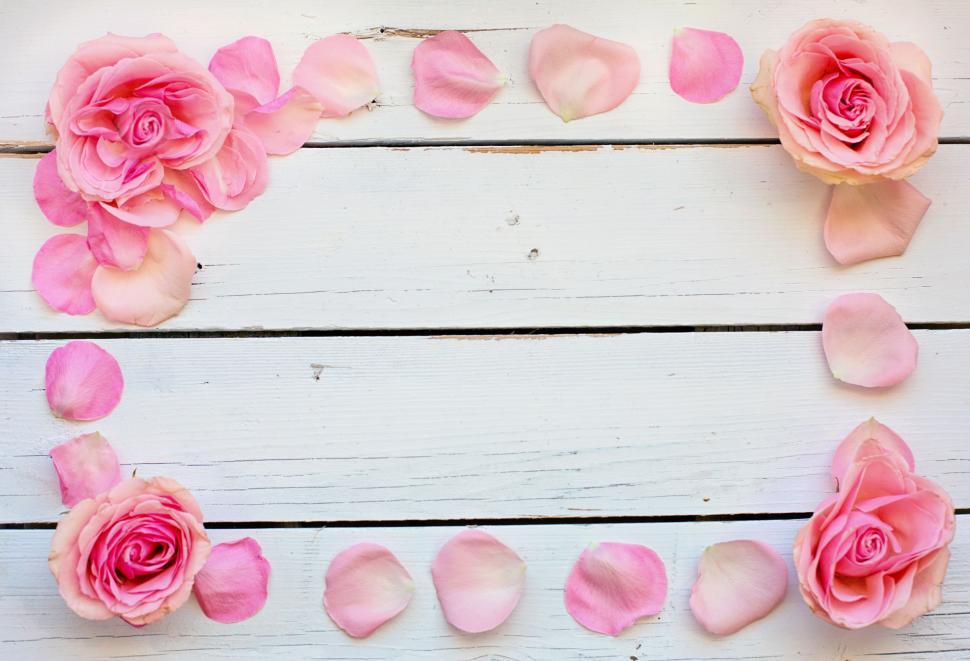 Free Image of Pink Rose Flowers - Frame 