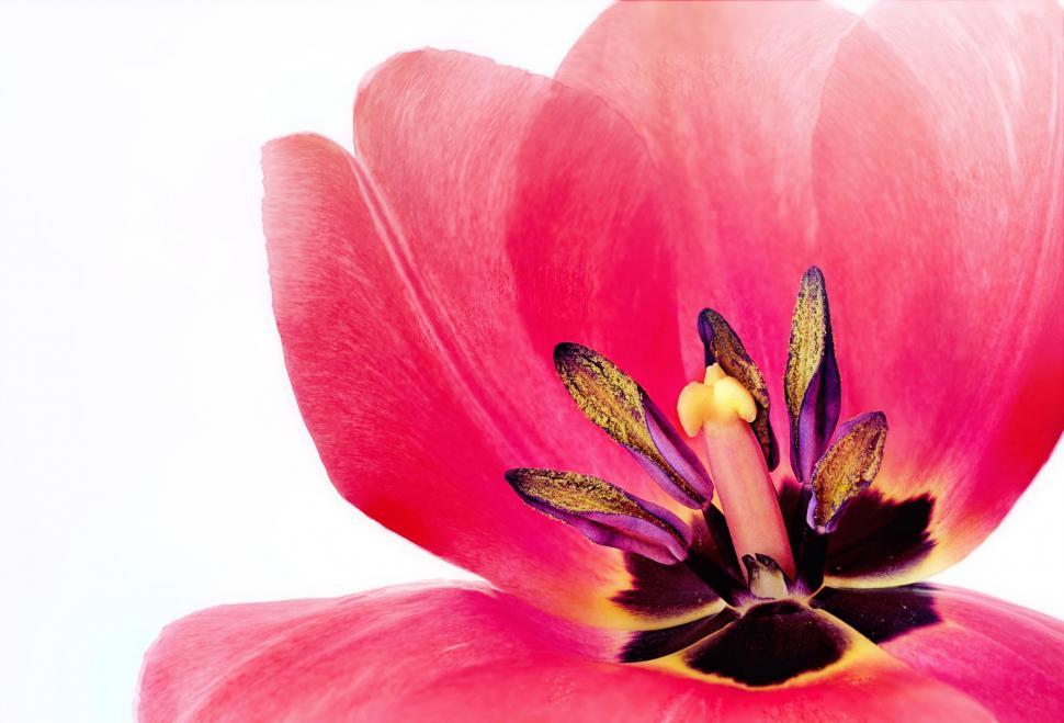 Free Image of Pink Tulip - Macro  