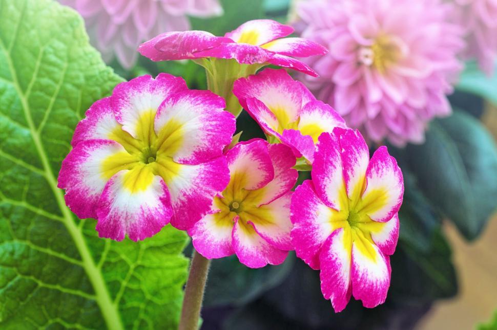 Free Image of Pink Yellow and White Flowers in Garden 