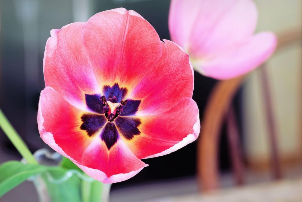 Free Image of Pink Tulip 