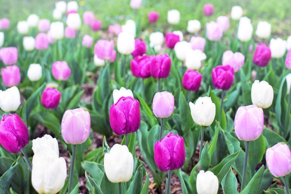 Free Image of Colorful Tulip Flowers  