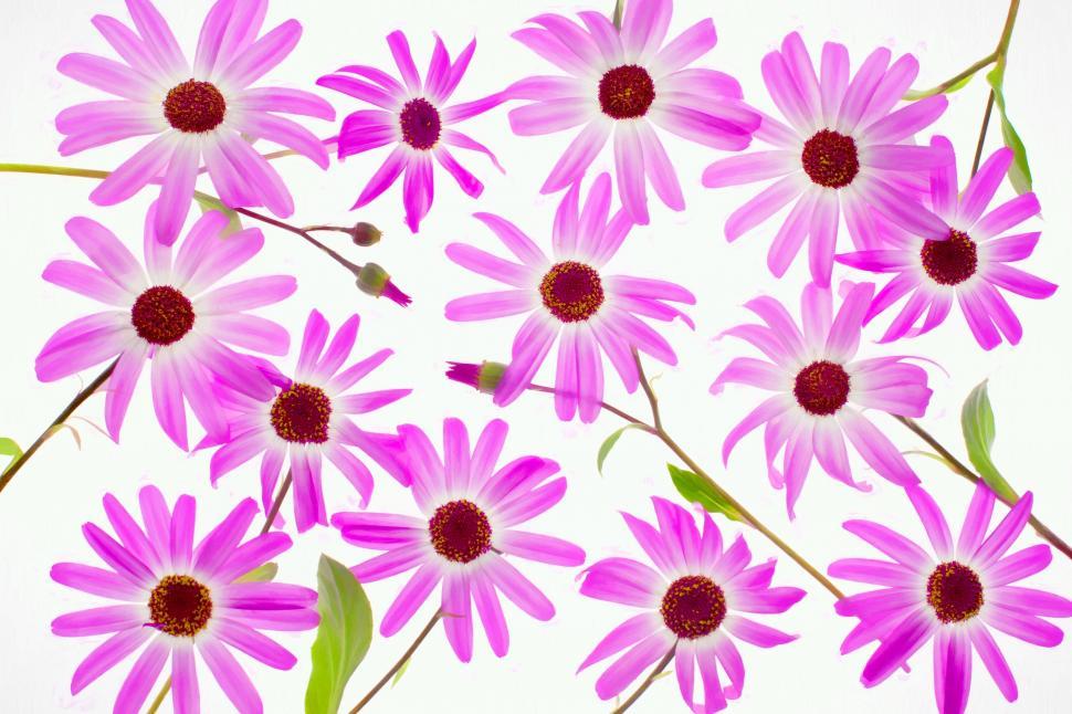 Free Image of Pink Flowers - Background 