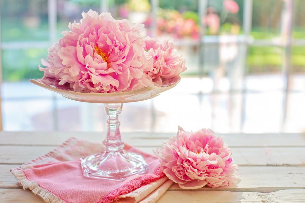 Free Image of Pink Peony Flowers 