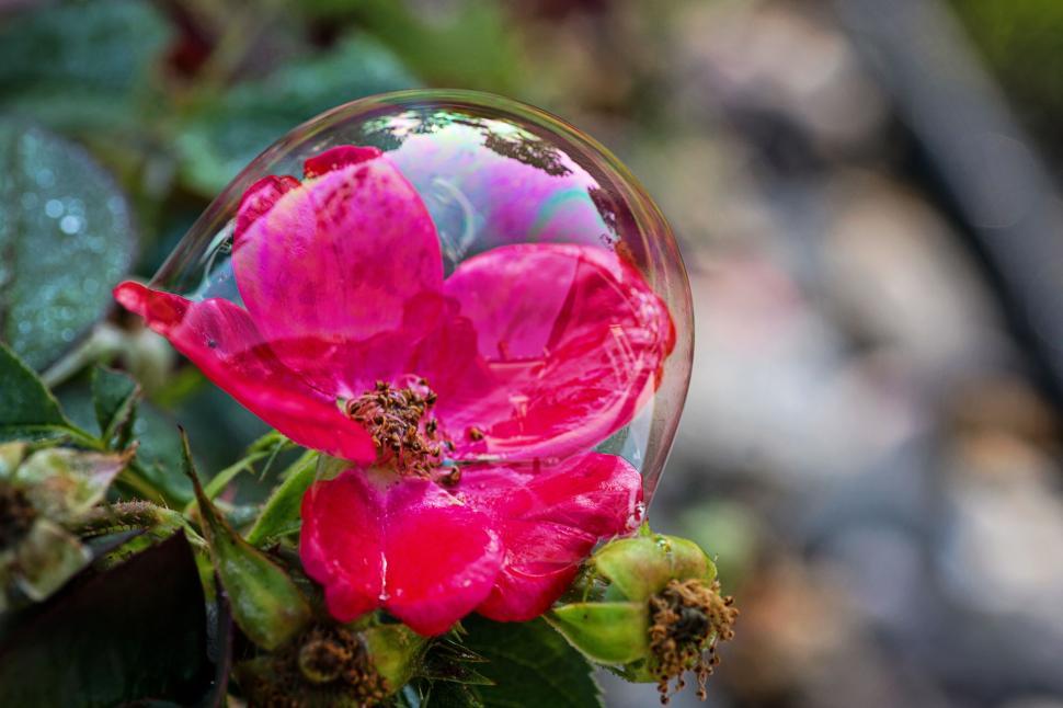 Free Image of Bubble and flower 