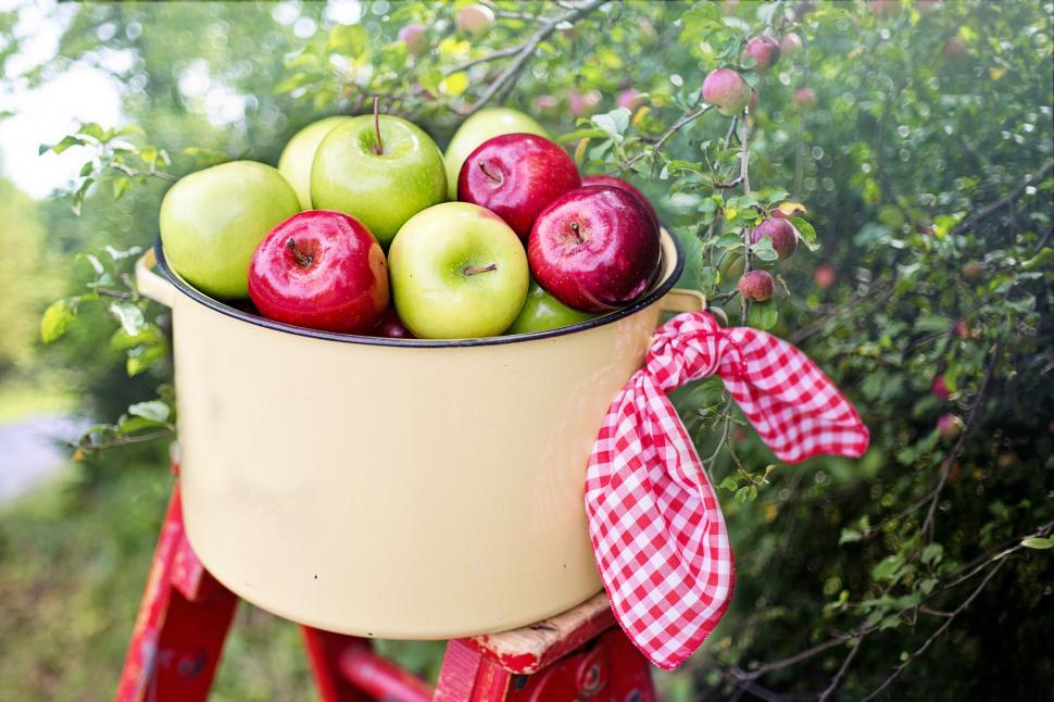 Free Image of Bucket of Apples on red wooden ladder  