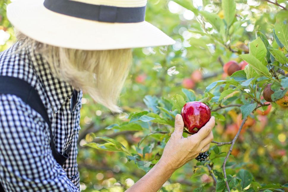 Free Image of Woman Picking Apple 
