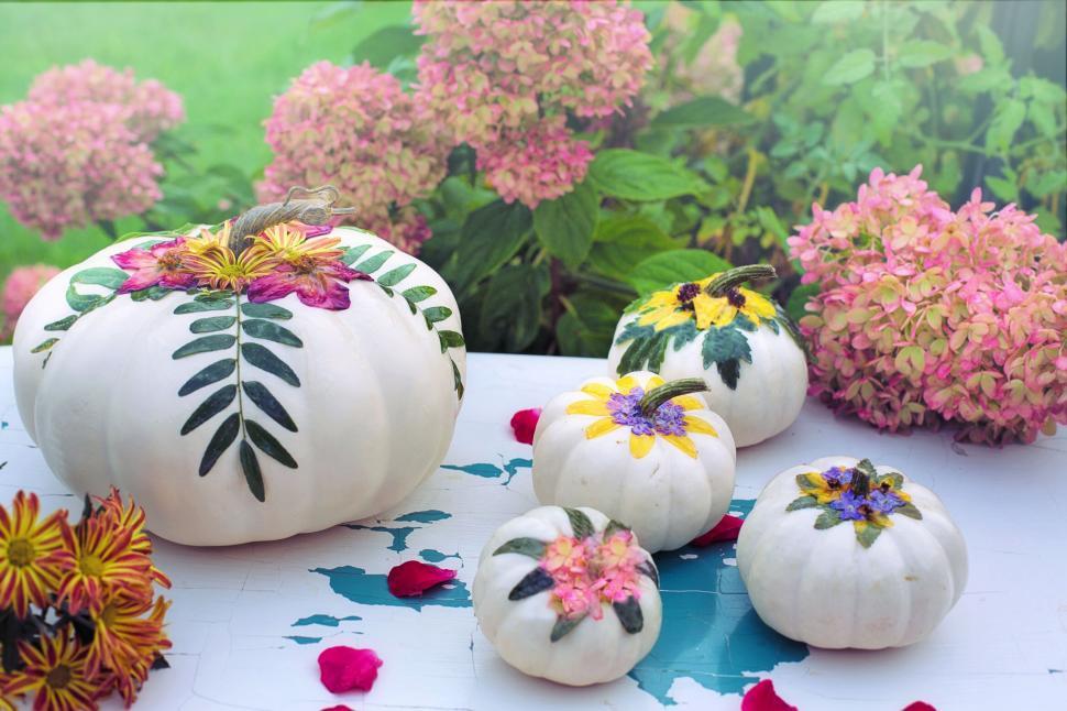 Free Image of White pumpkins 