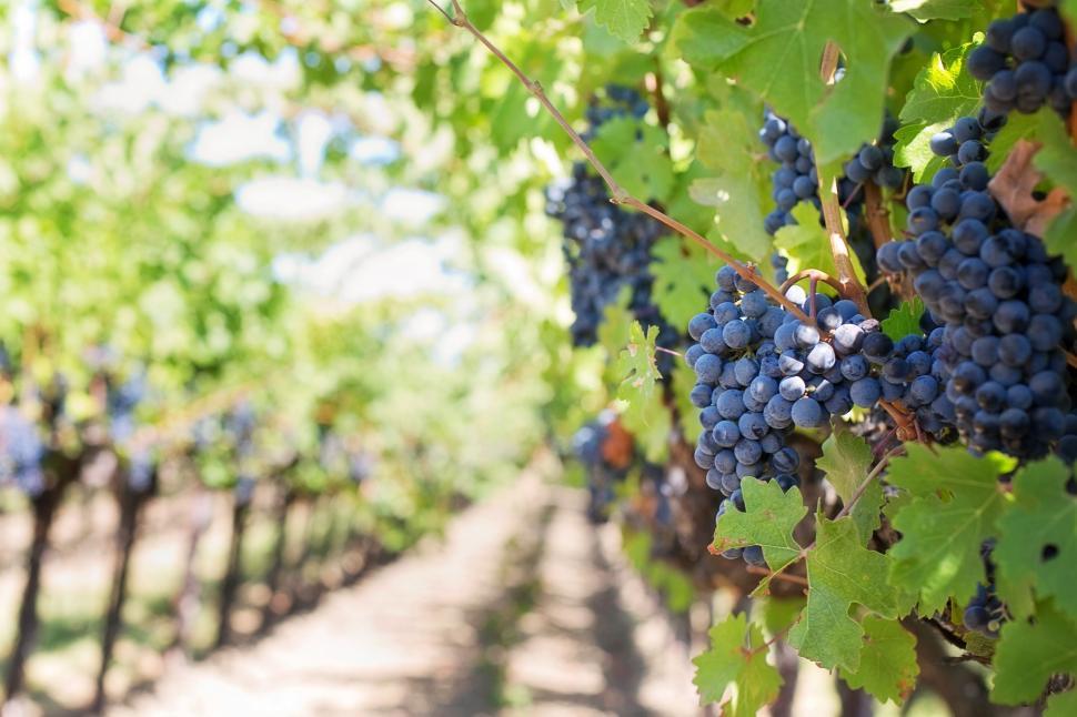 Free Image of Purple grapes on the grapevine 