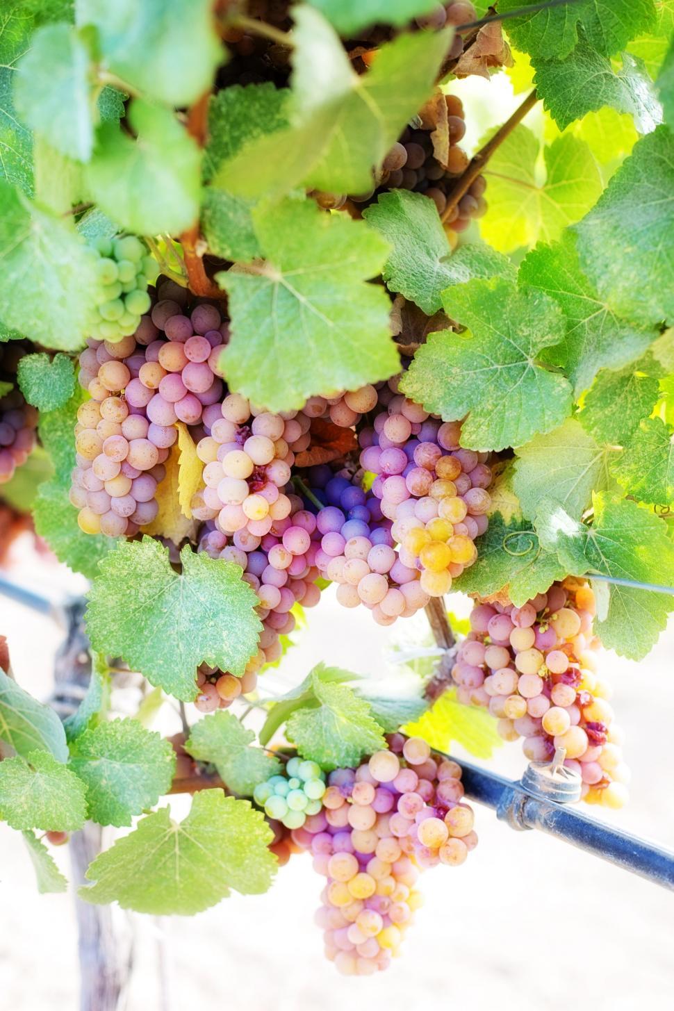 Free Image of Cluster of grapes with green leaves 