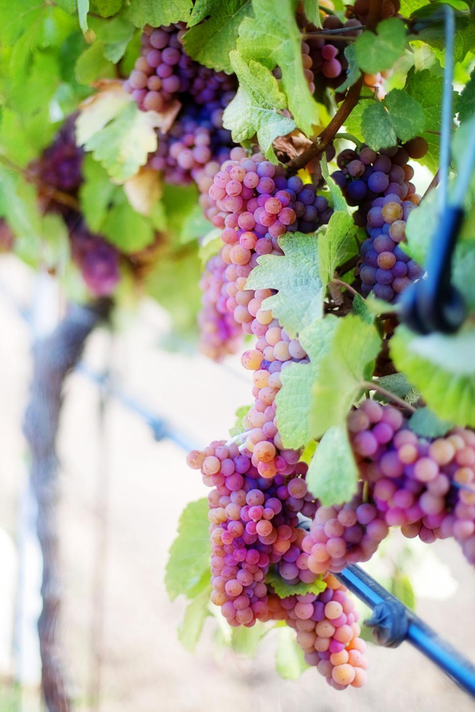 Free Image of Grape Cluster 