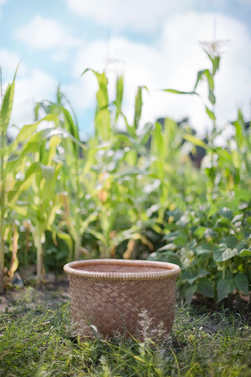 Free Image of Wicker Basket in agriculture field 