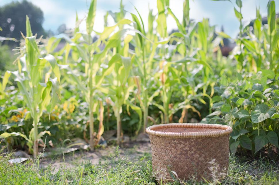 Free Image of Wicker Basket in corn field 