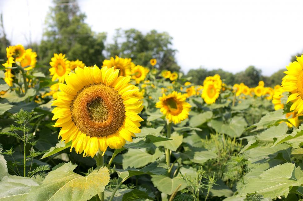 Free Image of Sunflower Field 