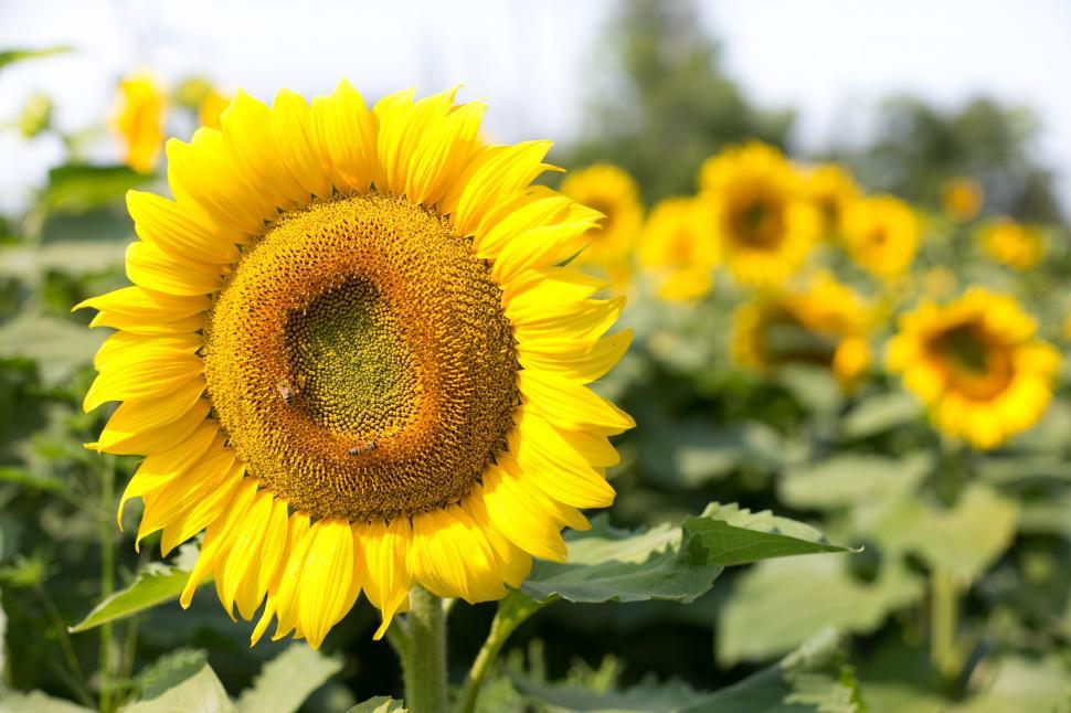 Free Image of Blooming Sunflower 