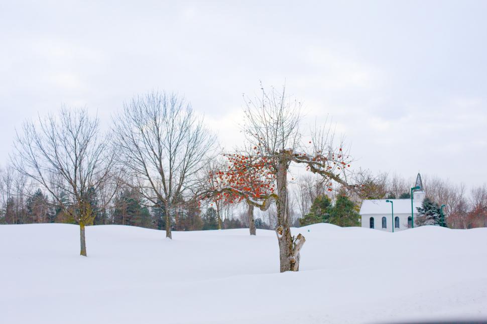 Free Image of Apple trees and snow 