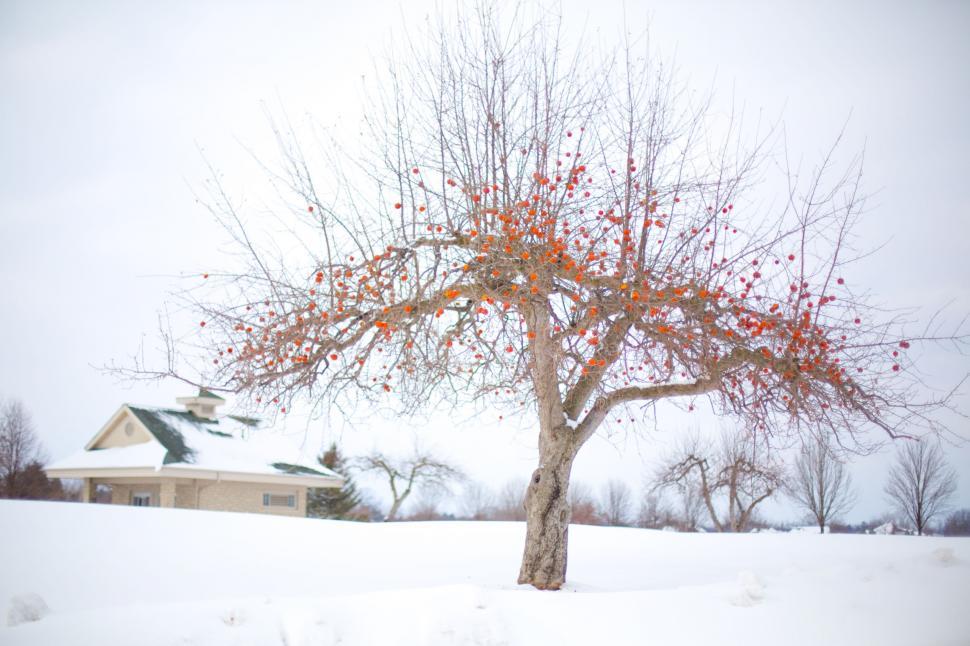 Free Image of Apple tree and snow 
