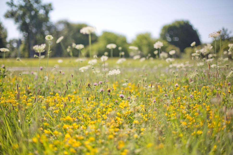 Free Image of Wildflowers and Sky 