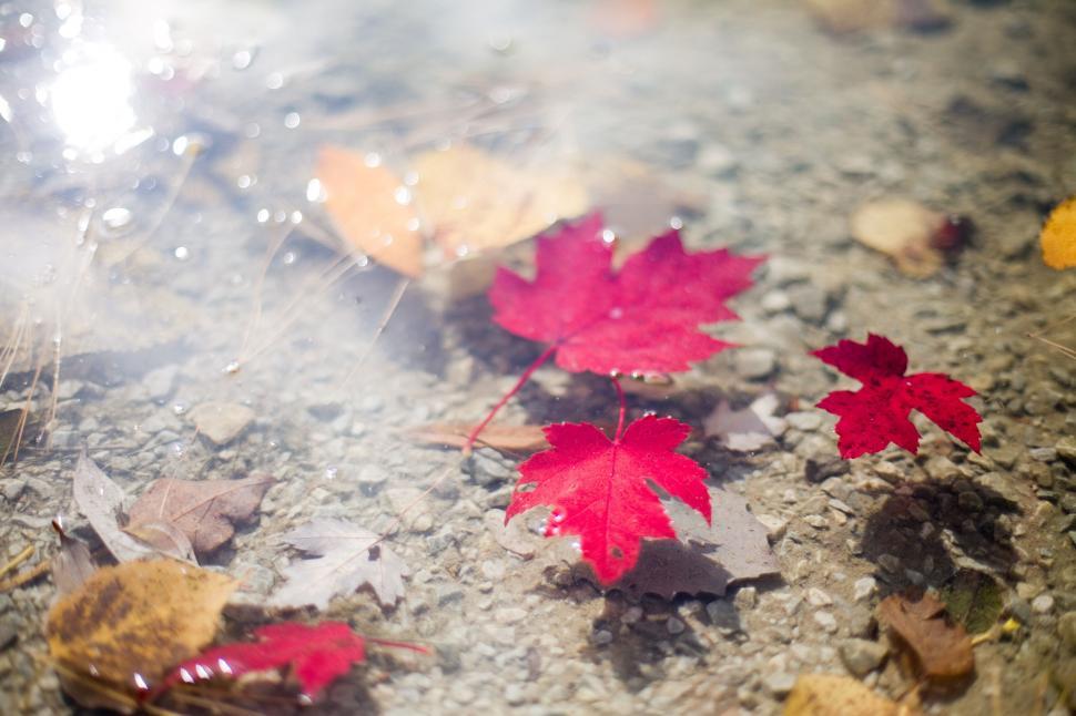 Free Image of Autumn Leaves and water  
