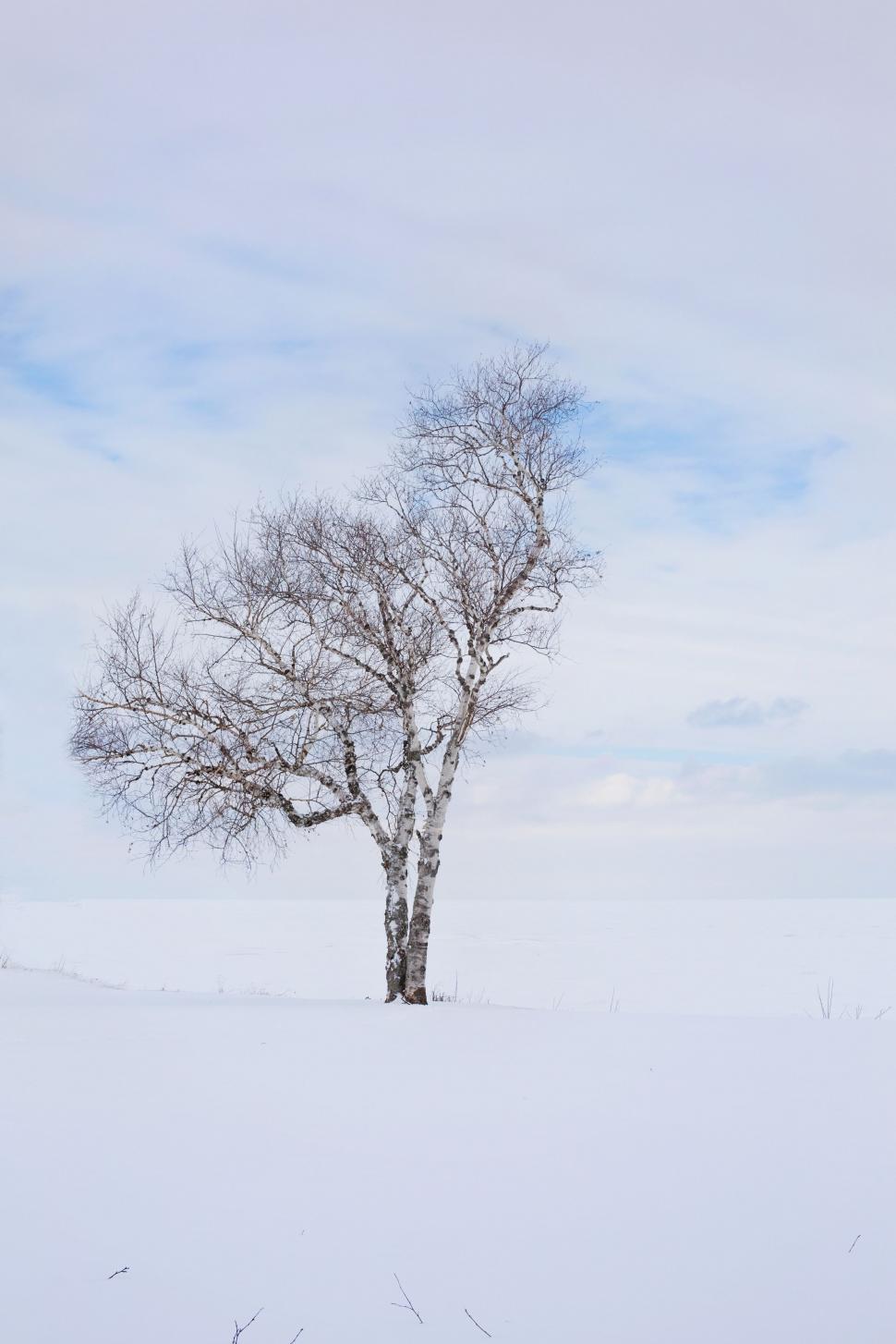 Free Image of Single Tree in Snow 