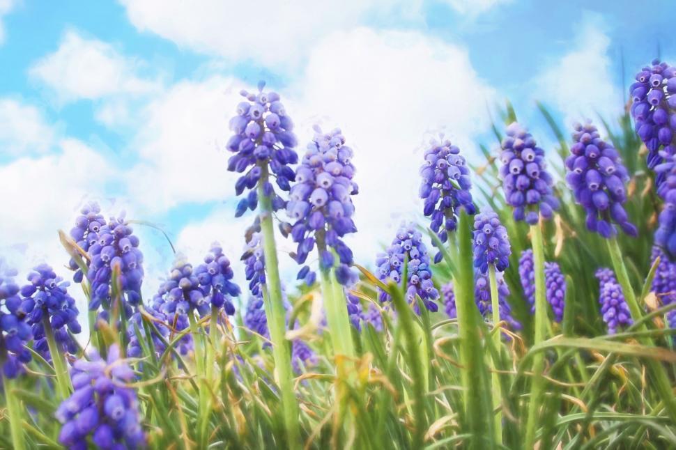 Free Image of Bluebell Flowers  