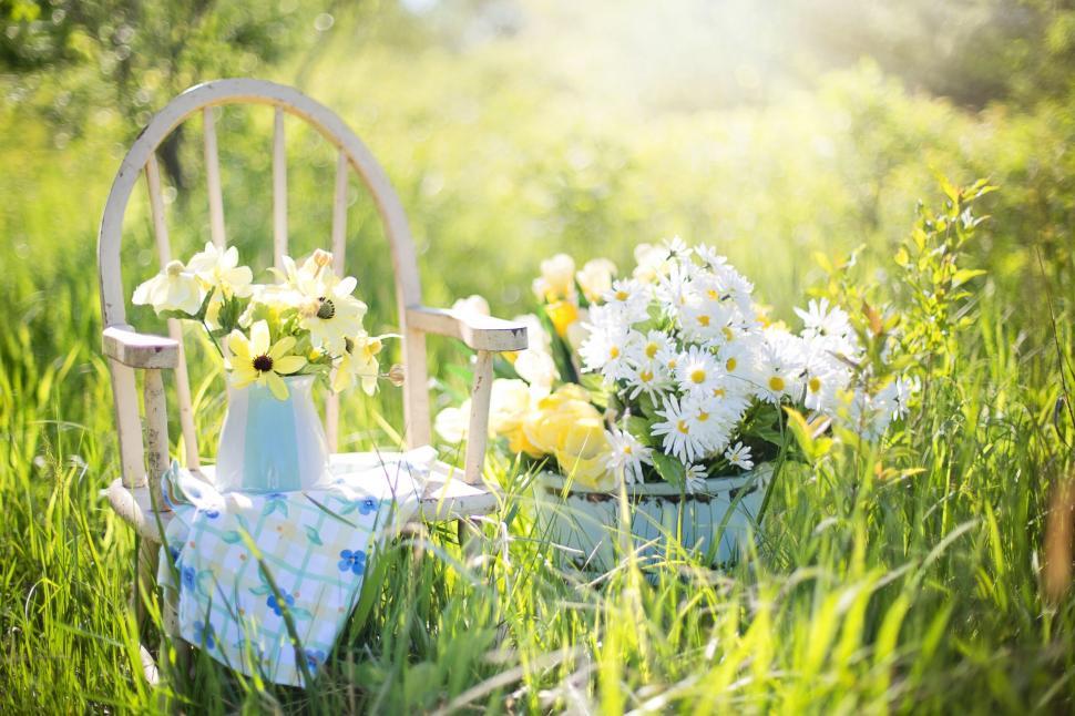 Free Image of Bucket of White Daisy Flowers and Chair in the meadow 