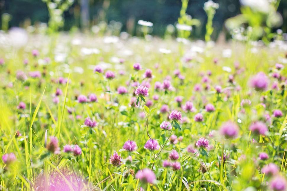 Free Image of Purple thistle flowers  